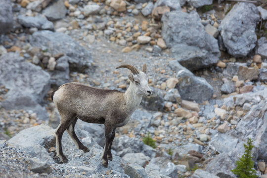 Mountain sheep