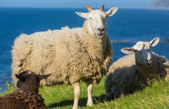 Sheep in Canada