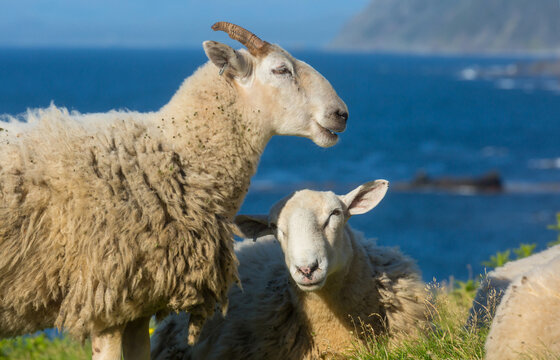 Sheep in Canada
