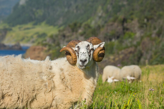 Sheep in Canada