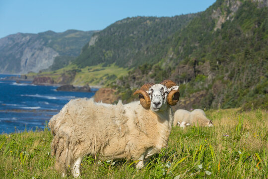 Sheep in Canada