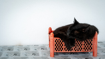 Candid photograph capturing an adorable black domestic cat sound asleep inside a small, red plastic fruit crate or basket. Depicts funny feline behavior and sleeping habits in unusual places © AShots