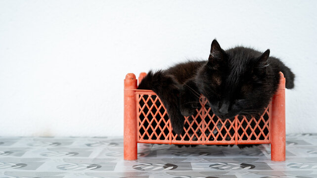 Candid photograph capturing an adorable black domestic cat sound asleep inside a small, red plastic fruit crate or basket. Depicts funny feline behavior and sleeping habits in unusual places