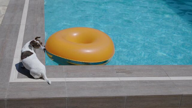 Jack Russell terrier sitting poolside looking at floating inflatable ring