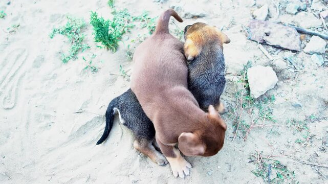 Two cute little puppies playing on sand ground top view close up