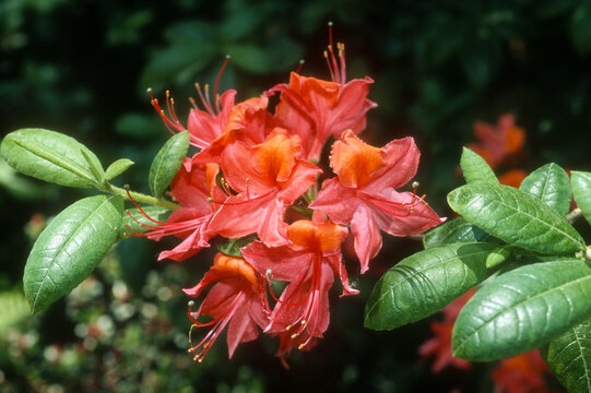 Rhododendron &lsquo;Coccineum Speciosum&rsquo;