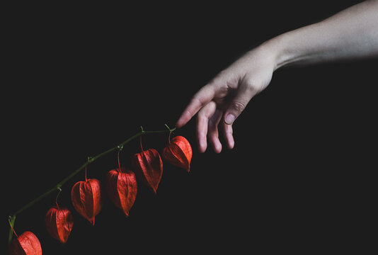 hand physalis