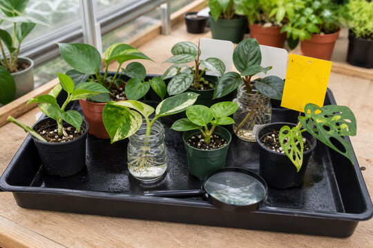 植物交換会の検疫チェックトレイ