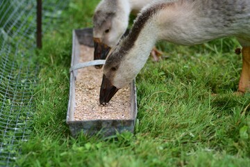 Young domestic geese eating grain from a metal feeding trough on green grass, showing traditional poultry farming, animal feeding and everyday rural farm life in the countryside. © Karolina