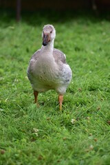 Young domestic goose walking and grazing on lush green grass in a rural farm setting, surrounded by other geese on a summer day, showing natural free range poultry farming and countryside life. © Karolina
