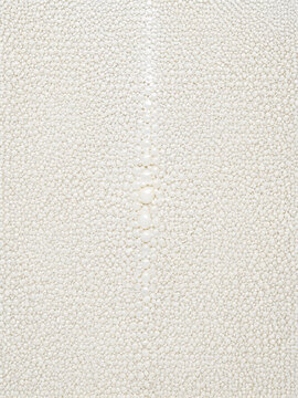 Close-up texture of white stingray skin with a central ridge of pearls