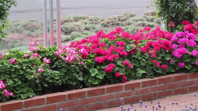 View of vibrant pink and magenta geraniums blooming in a brick planter box at Farm Tomita in Nakafurano, Hokkaido, Japan.