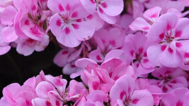 View of vibrant pink geranium flowers blooming in the fields of Farm Tomita in Nakafurano, Hokkaido, Japan.