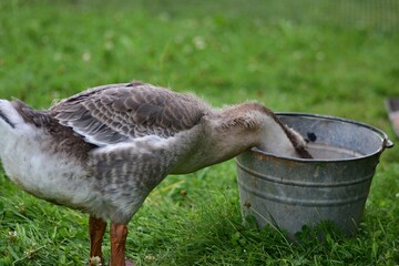 Young domestic goose drinking water from a galvanized metal bucket on green grass, capturing everyday free range poultry farming and natural rural life in the countryside. © Karolina