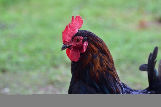 Close-up portrait of a black rooster with glossy dark plumage, copper neck feathers and a bright red comb, standing outdoors on a farm against a soft blurred green background.