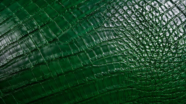 Close-up of glossy emerald green alligator skin texture with distinct scales