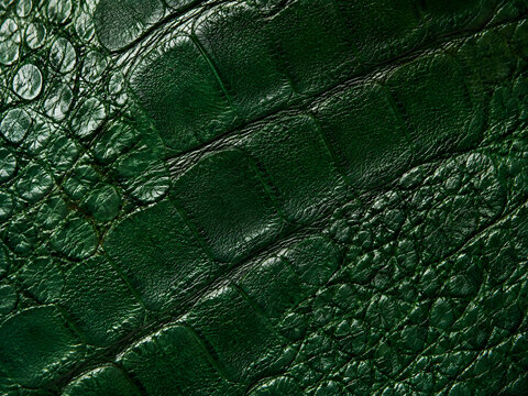 Deep green alligator skin texture with intricate scale patterns