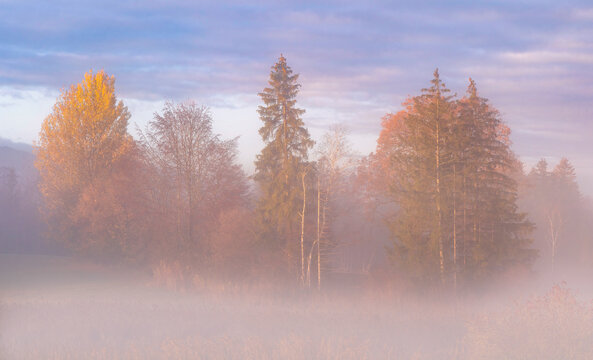 Kleines Waldst&uuml;ck im Morgennebel nahe dem Staffelsee, Uffing, Oberbayern, Bayern, Deutschland