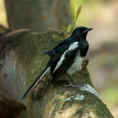 Naklejka premium Magpie on Mossy Branch