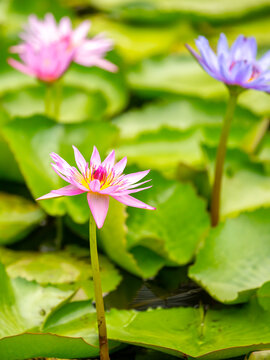 Lotus pond. Water lily close up. Sacred lotus flower in Buddhism. Calmness and tranquility. Spa treatments, yoga, meditation. Tropical nature.