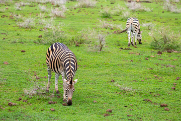 Naklejka premium Zebras walking in a green meadow and eating grass. African zebras in the savannah. Wild animals in their natural habitat.