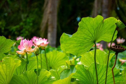 Lotus pond. Water lily close up. Sacred lotus flower in Buddhism. Calmness and tranquility. Spa treatments, yoga, meditation. Tropical nature.