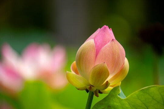 Lotus pond. Water lily close up. Sacred lotus flower in Buddhism. Calmness and tranquility. Spa treatments, yoga, meditation. Tropical nature.