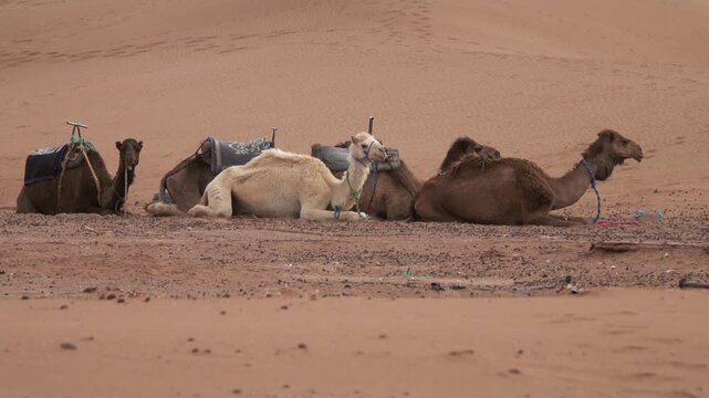 View of camels resting in the Sahara Desert with saddles and ropes on the sand dunes of Morocco.
