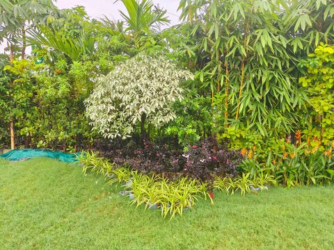 Beautiful variegated tree with white and green leaves stands in manicured garden landscape surrounded by dark foliage plants and tall green bamboo stalks.