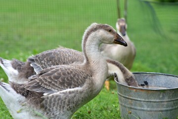Young domestic goose drinking water from a galvanized metal bucket on green grass, capturing everyday free range poultry farming and natural rural life in the countryside. © Karolina