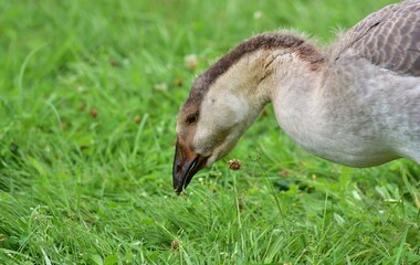 Young domestic goose grazing on fresh green grass in a summer pasture, showing detailed gray plumage and natural feeding behavior in a peaceful free range rural farm environment. © Karolina