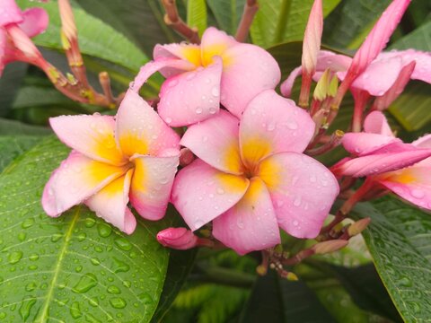 Close-up view of delicate pink frangipani flowers covered in refreshing water droplets, highlighting vibrant yellow centers against lush green leaves.