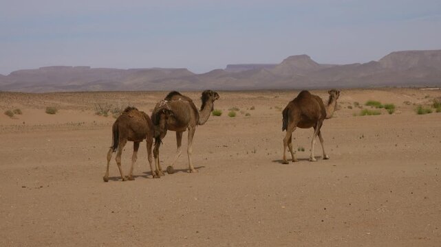 View of camels walking across the sandy terrain of the Sahara Desert with distant mountains under a clear sky in Morocco.