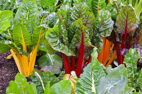 Vibrant rainbow silverbeet (also known as Swiss chard or Beta vulgaris), which appears to be a healthy leafy green crop with striking yellow, red,