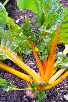 Vibrant variety of Swiss chard, also commonly known as silverbeet (Beta vulgaris subsp. cicla), featuring bright yellow or orange stalks and glossy