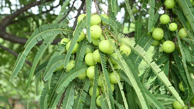 Indian gooseberries or amla fruit growing on a tree, Phyllanthus emblica tree for ayurvedic herbal plant