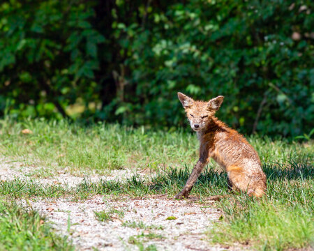 A fox with an illness sits near a wooded path