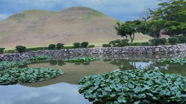 View of Daereungwon Tomb Complex with ancient burial mounds, stone walls, and lily pads on the pond in Gyeongju, Gyeongsangbuk-do, South Korea.