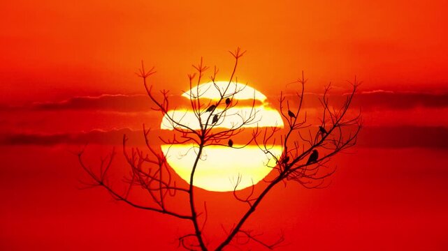 View of a silhouette of a tree with birds perched on its branches against a vibrant orange sunset