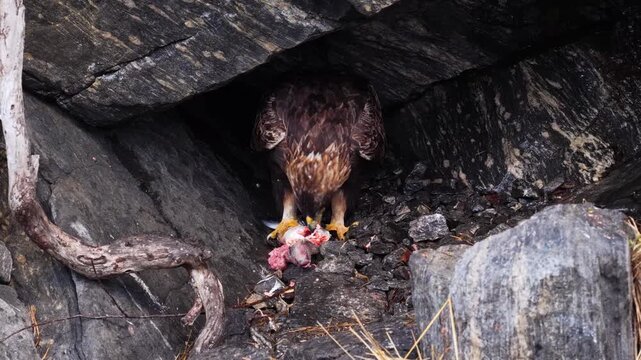 View of a golden eagle eating a trout inside a dark rocky cave in Fjord, More og Romsdal, Norway.