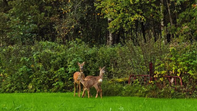 View of two roe deer standing in a lush green field with a dense forest background in Valldal, More og Romsdal, Norway.