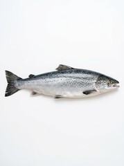 Naklejka premium Fresh Whole Atlantic Salmon Fish Isolated on White Background for Seafood Market and Culinary Use