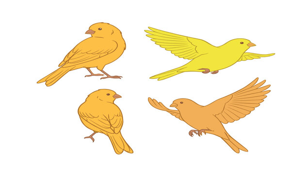Yellow canary bird vector illustration set. Flying positions, perched poses, detailed wing feathers, isolated wild nature animal design elements .