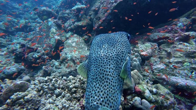 Weh Island, Indonesia : Slow motion footage of porcupinefish also known as blownfish swims with other fishes during a dive in rocky underwater topography in famous Arus Balee dive site in Weh Island o