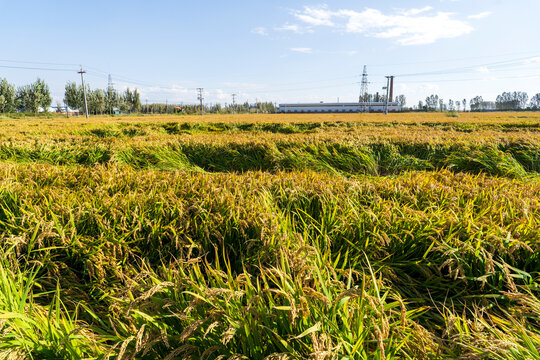 The rice that was blown down by the wind
