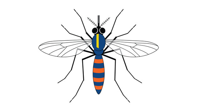 Detailed vector illustration of a mosquito with blue and orange stripes on its abdomen on a white background.