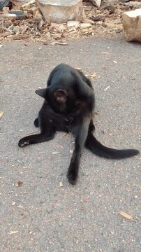A black cat on the asphalt is grooming its fur