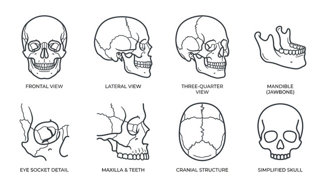 Detailed anatomical line art vector set of human skull views from frontal lateral three quarter mandible eye socket and cranial structure