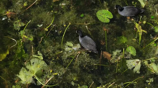 View of Eurasian coots swimming among water plants in a pond in Copenhagen, Denmark.