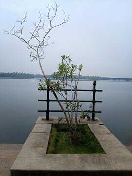 Minimalist Landscape of Quiet Waterfront Promenade and Leafless Tree Under Overcast Sky